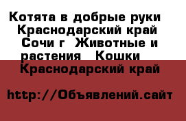 Котята в добрые руки - Краснодарский край, Сочи г. Животные и растения » Кошки   . Краснодарский край